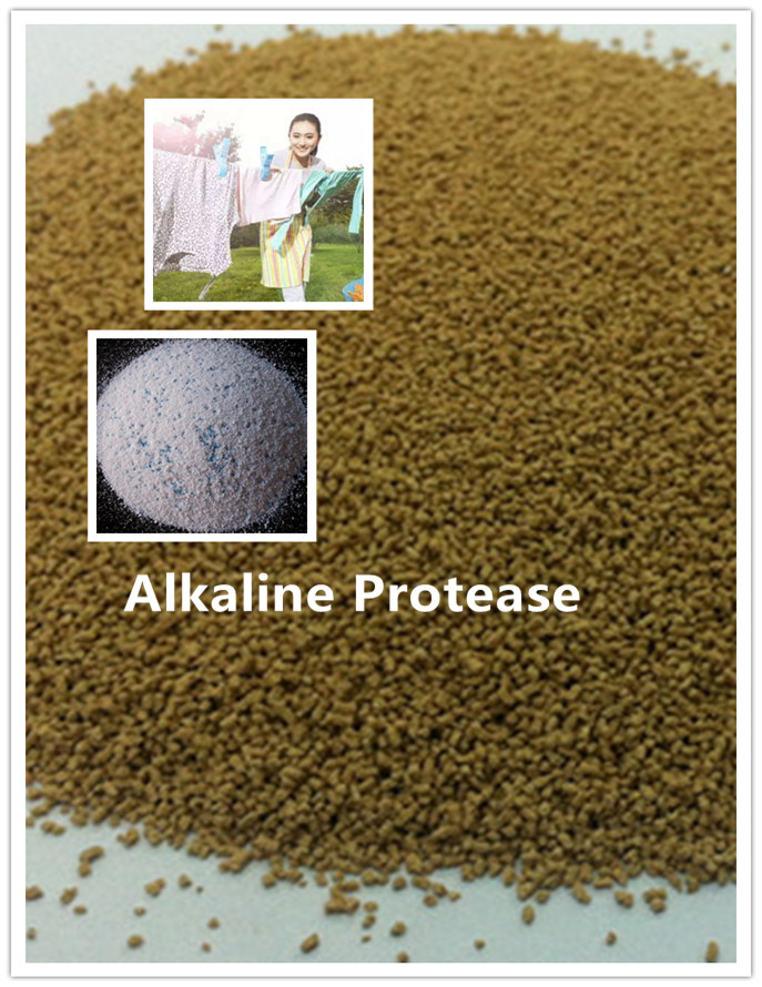 alkaline protease liquid proteasa alcalina líquido