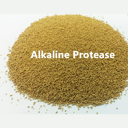 Proteasa alcalina