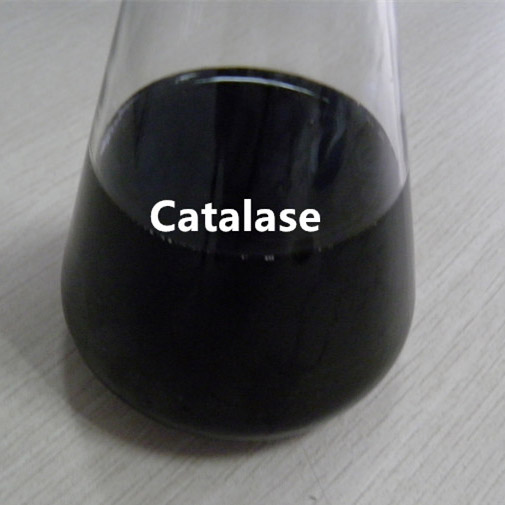 Catalasa
