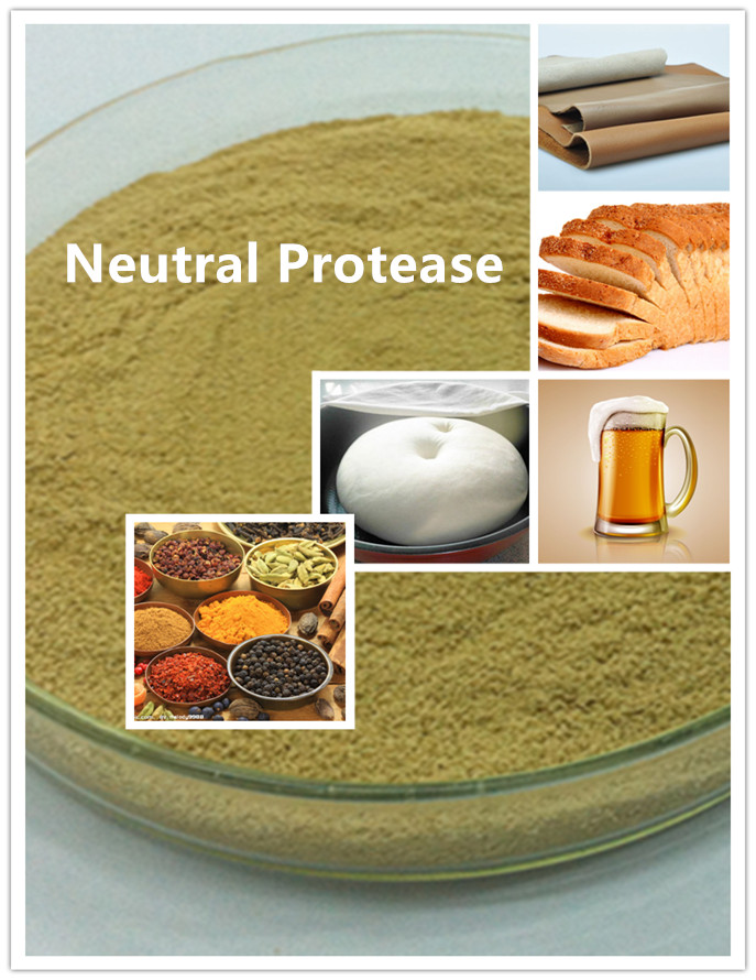 neutral protease proteasa neutral