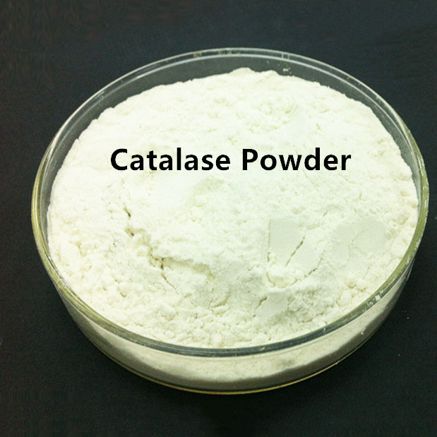 Catalasa