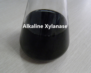 Xilanasa alcalina termostable