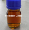 Lipasa biodiesel