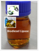 Lipasa biodiesel