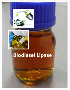 Lipasa biodiesel