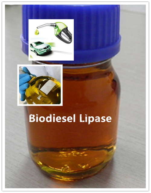 Lipasa biodiesel